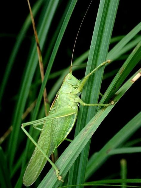 Grass Hopper, Fun Phonics Activities, Green Grasshopper, God Of Football, Animal Photography Wildlife, Cool Insects, Insect Photography, Bug Art, Beautiful Bugs