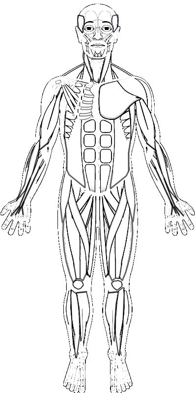 Printable muscle anatomy coloring Muscular System Drawing, Muscle Coloring, Anatomy Coloring Pages, Anatomy Worksheets, Human Muscles, Human Body Muscles, Muscle Diagram, Anatomy Coloring, Muscle System