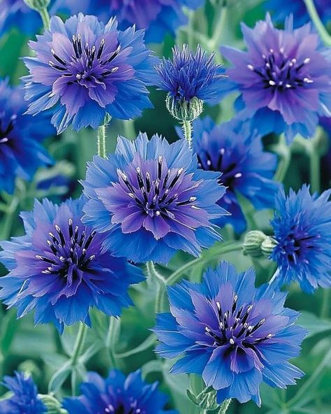 Cornflower (Centaurea cyanus) Enchanting blooms with vivid blue petals and delicate, feathery centers!  Light: Full sun. Water: Moderate, let soil dry between waterings. Soil: Well-draining, sandy or loamy soil. Temp: 60-70°F (16-21°C). Humidity: Low to moderate. Fertilizer: Monthly, balanced 10-10-10. Perfect for cottage gardens, borders, and wildflower meadows! Centaurea Cyanus Flower, Loamy Soil, Flowers To Plant, Nothing Gold Can Stay, Flowers Hanging, David Attenborough, Sun Water, Watercolour Inspiration, Cottage Gardens