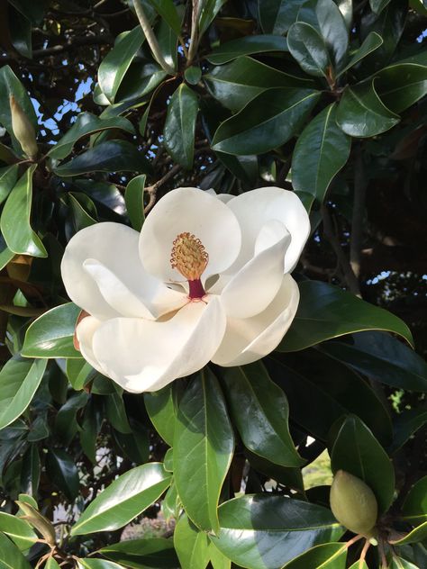 Magnolia Grandiflora, Landscape Architecture Drawing, Flower Close Up, Open Flower, Flower Boutique, Flower Texture, Magnolia Trees, Abstract Flower Painting, Magical Garden