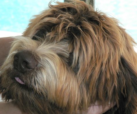 Grooming Labradoodles, Labradoodle Hair, Hair In Face, Labradoodle Haircut, Doodle Cuts, Doodle Grooming, Labradoodle Grooming, Havanese Haircuts, Diy Dog Shampoo