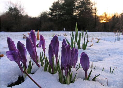 Crocus blossoms (after an early spring snow fall) | by roddh Spring Desktop Wallpaper, Spring Themes, First Flowers Of Spring, Early Spring Flowers, Spring Snow, Snow Melting, Wallpapers Desktop, Spring Wallpaper, Floral Photo