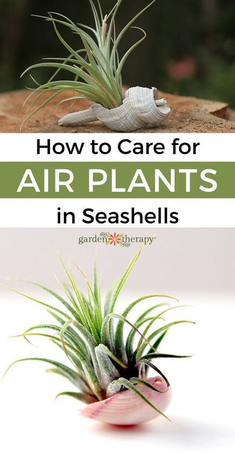 Inside House Plants, Plants 101, Plant Holder Diy, Air Fern, Air Plants Diy, Air Plant Care, Air Plant Garden, Air Plants Decor, Plant Display Ideas