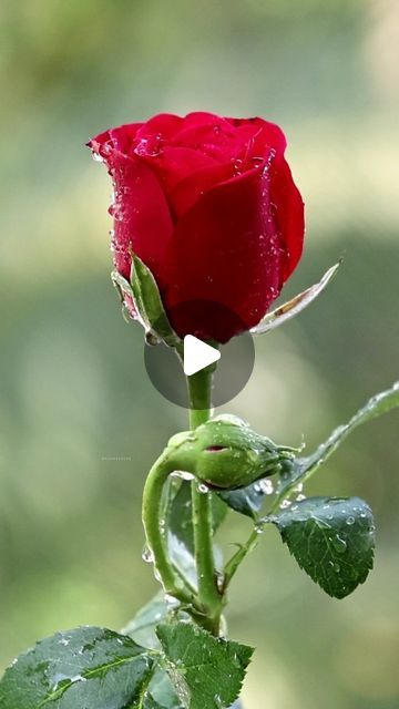 Anish on Instagram: "#roses #reels #rosesroja" Pictures Of Roses Photography, Rose Day Song Status, Red Flowers Video, Pictures Of Roses Romantic Flower, Beautiful Rose Flowers Videos, Love Rose Flower, Good Morning Flowers Rose, Love Heart Gif, Rose Flower Pictures