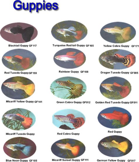 Types of guppies Fancy Guppies, Aquarium Tips, Beautiful Tropical Fish, Oscar Fish, Saltwater Aquarium Fish, Fish Farm, Aquascape Design, Tropical Fish Aquarium, Tropical Freshwater Fish