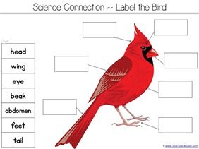 Counting is for the Birds Kindergarten Literature Unit Printables - 1+1+1=1 Birds Kindergarten Activities, Birds Kindergarten, B Is For Bird, Bird Life Cycle, Grandma Camp, Bird Study, January Ideas, Birds For Kids, Spring Kindergarten