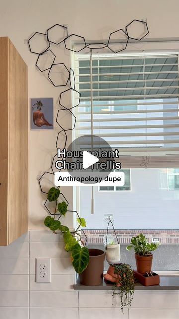 Mariah Harman | Houseplant Tips | Anthropology or Amazon? 🤔 

I LOVE to have houseplants crawling all over my walls & a chain trellis is my FAVORITE way to do that! 💫💚... | Instagram Chain Trellis, Champagne Coast, Houseplant Trellis, Houseplant Tips, Orange Champagne, Easy Care Houseplants, Plant Growing, Plant Strong, Trellis Plants