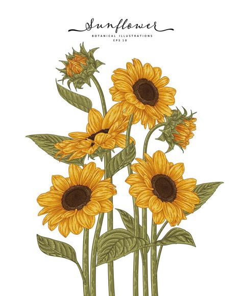 Aesthetic Sunflower Drawing, Garden Drawing Ideas, Sunflower Drawing Easy, Sunflower Drawings, Lanterns With Flowers, Detailed Line Art, Sunflower Sketches, Sunflower Illustration, Sunflower Drawing