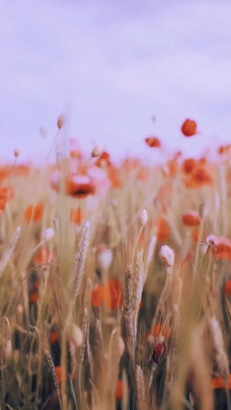 Peaceful Videos Aesthetic, Peaceful Videos, Orange Video, Wedding Video Inspiration, Paddy Field, Wellness Videos, Video Nature, Aesthetic Ig, Floral Aesthetic