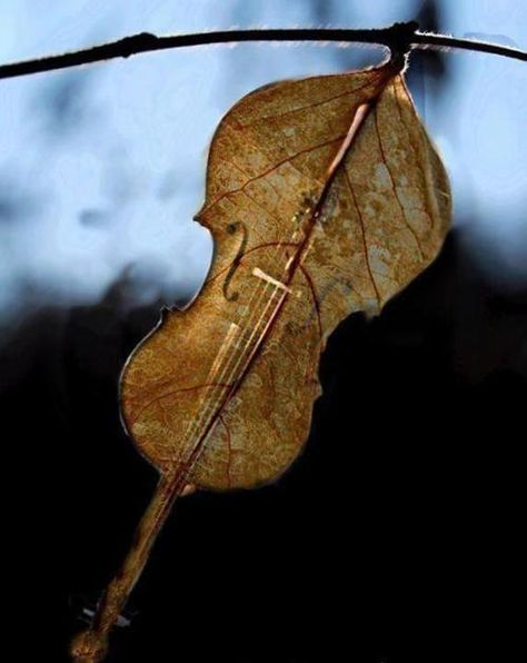 Mother Natures Violin. There is Music in Nature. The Rain, the Winds... Violin Art, Art Musical, Violin Music, Musical Art, Leaf Art, Rumi, Art Music, Music Is Life, Mobile Wallpaper