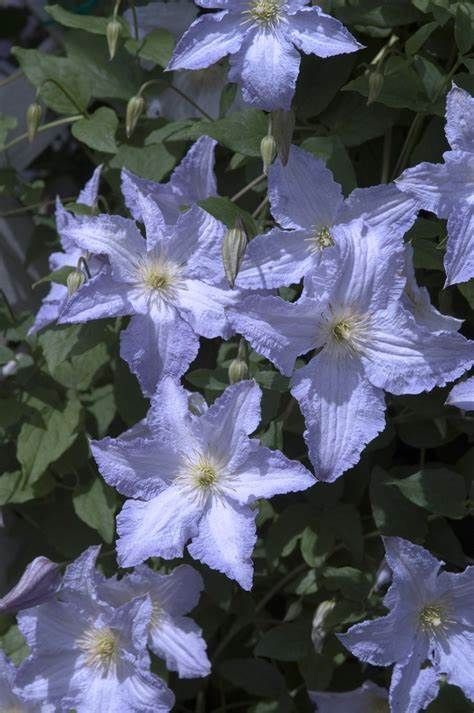 Flowers Fade, Blue Periwinkle Flower, Blue Flowering Plants, Celestial Garden, Clematis Blue Angel, Blue Clematis, Clematis Cirrhosa Freckles, Clematis Terniflora, Nz Native Clematis