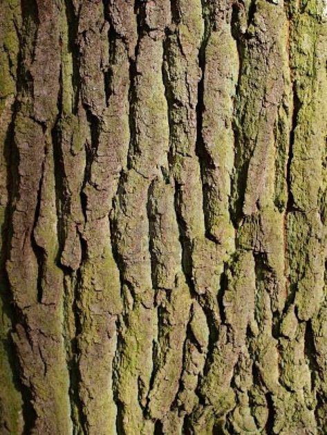 close-up-of-elm-tree-bark Tree Bark Pattern, Easy Christmas Tree Decorations, Oak Tree Drawings, Bark Bark Woof Woof, Oak Tree Bark, Birch Bark Fabric, Green Christmas Tree Decorations, Oak Tree Bark Texture, California Palm Trees