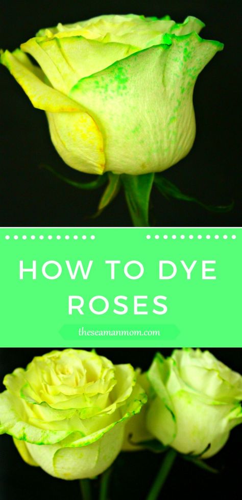 Dye Roses, Dyed Flowers, Diy Dye, Dye Flowers, Diy Roses, Food Dye, Crafts To Make And Sell, Green Rose, Crafts For Teens