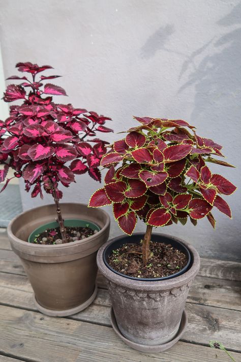 #coleus #coleusplant #plantlovers #gardening #plantphotography #rośliny #planter #praktspragle Coleus Indoors Houseplant, Coleus Houseplant, Coleus Care, Grafting Plants, Plant Nutrients, Plant Photography, Indoor Jungle, House Plants, Plants