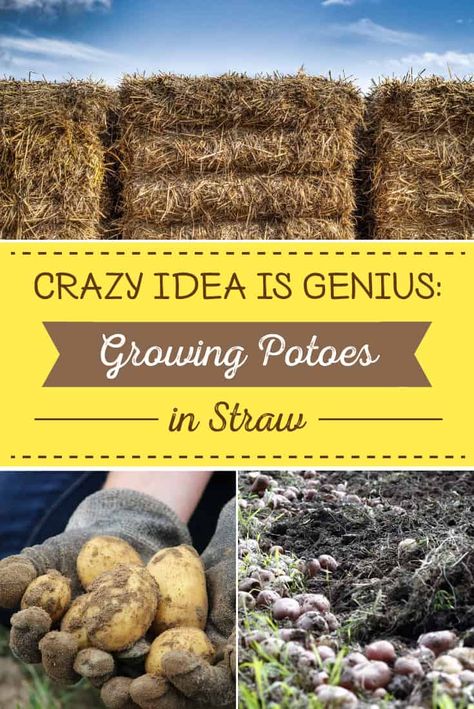 Although some gardeners experience less yield and more above-ground pests when growing potatoes in straw, its ease of planting and harvesting wins many over. Potato Planting, Plant Potatoes, Straw Mulch, Grow Potatoes, Healthy Potatoes, Planting Potatoes, Gardening Plants, Growing Potatoes, Garden Terrarium