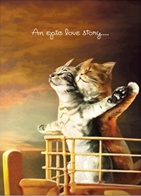 Happy Anniversary Meme, Happy Anniversary Funny, Funny Anniversary Wishes, Anniversary Quotes For Couple, Mom Dad Anniversary, Anniversary Wishes For Couple, Cute Cat Quotes, Happy Anniversary Quotes, Birthday Wish For Husband