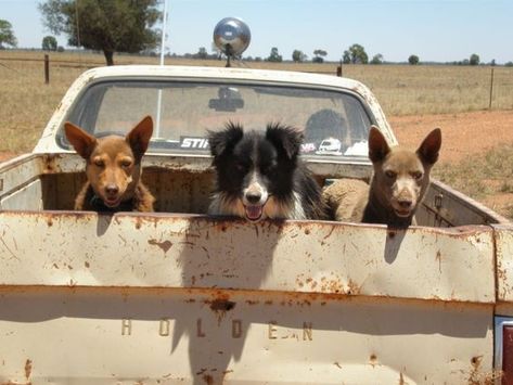 image Holden Ute, Farm Workers, Australian Farm, Sheep Dogs, Cattle Dogs, Pick Up Truck, Australian Outback, Farm Dogs, Outback Australia