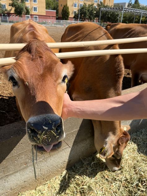 Cute Cow Aesthetic, Uc Davis Aesthetic, Davis Aesthetic, Cow Aesthetic, College Core, University Of California Davis, Aggie Pride, College Vision Board, Uc Davis