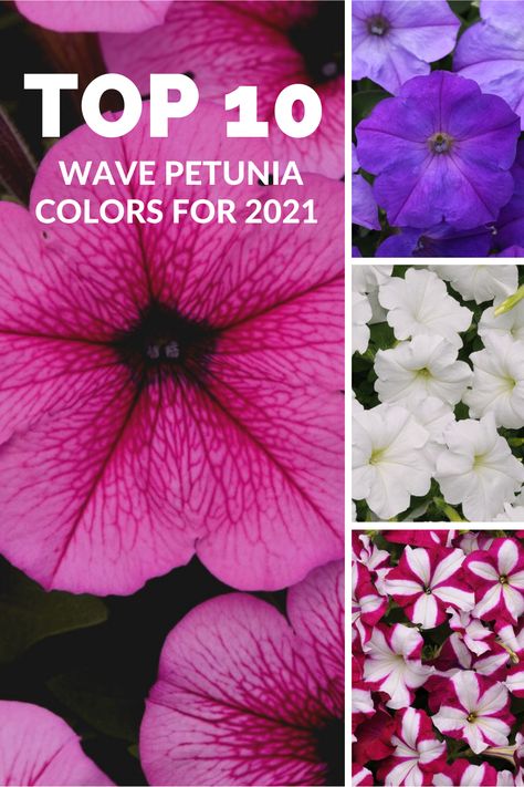 Find out what the gardening experts at Wave Petunias are naming as the top colors in the garden this year! Whether it's a crisp white petunia or velvety red petunia, there's a color for every style. If you haven't tried something new in your flower garden lately, this list might give you that extra nudge you need! Wave Petunias, Colours That Go Together, Easy Waves, Gardening Trends, Growing Veggies, Flower Pots Outdoor, Clear Blue Sky, Pink Petals, Deep Red Color