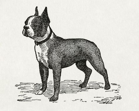 The dogs of Boytown (1918) vintage icon by Walter Alden. Original public domain image from Wikipedia. Digitally enhanced by rawpixel. | free image by rawpixel.com Vintage Boston Terrier, Vintage Icons, Dog Images, Vintage Dog, Dog Drawing, Dog Face, The Dogs, Public Domain Images, Dog Dog