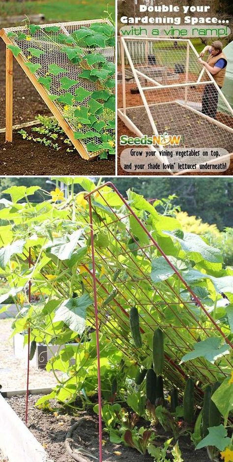 Wire frame Kaktus Dan Sukulen, Diy Trellis, Plants Growing, Garden Vines, Veg Garden, Have Inspiration, Home Vegetable Garden, Vegetable Garden Design, Fruit Garden