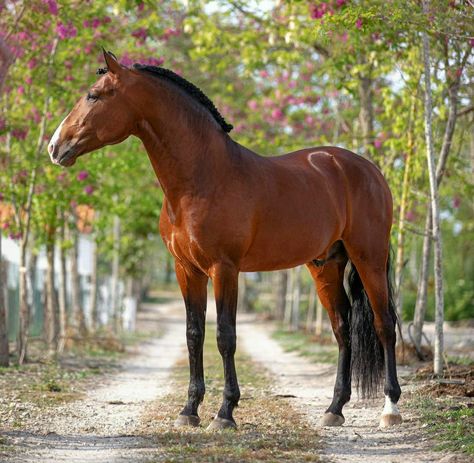 Pre Stallion, Lustiano Horses, Lusitano Stallion, Kathiyawadi Horse, Standing Horse, Lusitano Horse, Warmblood Horses, Marwari Horses, Horse Inspiration