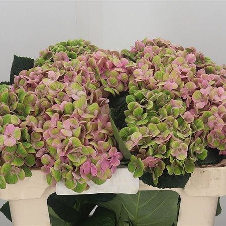 Pink And Green Hydrangea Centerpiece, Pink Hydrangea Arrangements, Pink And Green Hydrangea, Green Hydrangea Bouquet, Pink Hydrangea Bouquet, Carnation Bouquet, Dutch Flowers, Wedding Flowers Hydrangea, Hydrangea Wedding