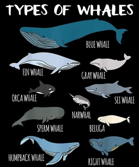 Whale Chart, Biology Journal, Future Marine, Types Of Whales, Nature Facts, Biology Poster, Whale Species, Fin Whale, Sea Nymph