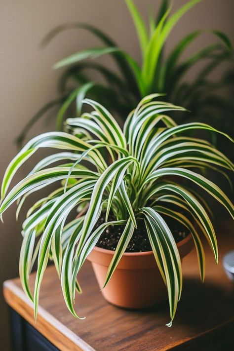 Spider Plant (Chlorophytum comosum) is a classic and easy-care choice for any indoor space! 🌿🏡 Known for its arching, green-and-white striped leaves and air-purifying qualities, this plant is a delightful blend of beauty and functionality. Perfect for adding a touch of lush greenery and enhancing indoor air quality, Spider Plant thrives in various conditions. Indulge in this timeless botanical favorite today! 🌱✨ #SpiderPlant #Houseplants #IndoorGarden #GreenLiving Spider Plant Varieties, Painting Ideas Pumpkin, Burgundy Christmas Decor, Fence Edging, Spider Plant Care, Spider Plant Babies, Bad Case Of Stripes, Chlorophytum Comosum, Oxalis Triangularis