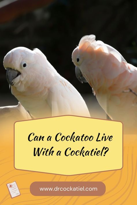 Cockatiel, bird lovers, cockatiel behavior, cockatoo Live Together, Under One Roof, Make It Work, Birdy, Pet Birds, Habitat, Make It, Roof, Canning