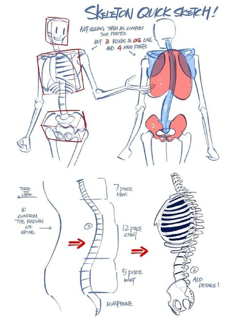 Drawing Bones, Skeleton Drawings, Anatomy Tutorial, Human Anatomy Drawing, Human Skeleton, Human Anatomy Art, Anatomy Sketches, Body Reference Drawing, Body Anatomy