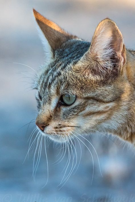 African Wild Cat Portrait | This is a re-cropped image of a … | Flickr African Wildcat, Masseter Muscle, African Wild Cat, Mask Inspiration, Nasal Cavity, Forest Cat, Favorite Animals, Cat Portrait, Domestic Cat