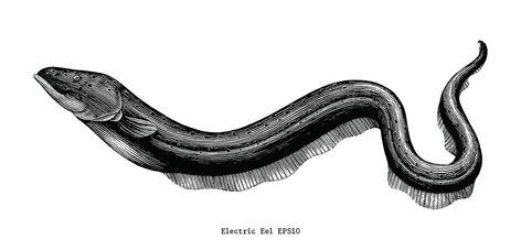 Eel Illustration, Eel Drawing, Eel Tattoo, Biology Illustration, Black Waves, Electric Eel, Snake Illustration, Snake Logo, Sea Snake