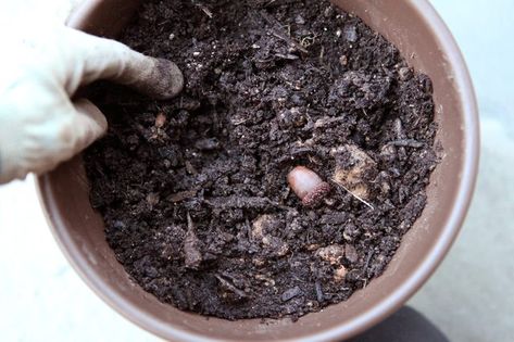 How To Plant Acorns, Planting Acorns, Plants Hacks, Plant Hacks, Red Or Black, Nature Study, Growing Tree, Potting Soil, Mulch