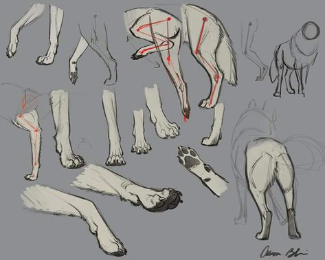 How To Draw Wolf, Fox Anatomy, Draw Wolf, Legs Drawing, Leg Reference, Aaron Blaise, Canine Drawing, Drawing Legs, Dog Anatomy