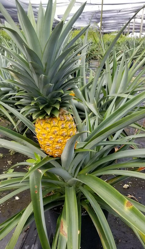 Pinapple Tree, Pineapple Bush, Buah Aesthetic, Grow Pineapple Plant, Miniature Fruit Trees, Grow Pineapple, Cherry Fruit Tree, Maize Plant, Tropical Fruit Trees