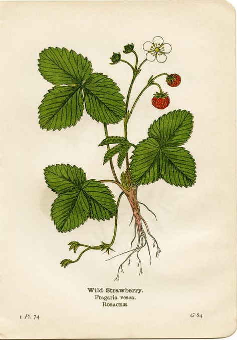 Botanical Illustration Tattoo, Biology Drawing, Strawberry Drawing, Strawberry Tattoo, Vintage Botanical Illustration, Strawberry Art, Old Design, Wild Strawberry, Plant Tattoo