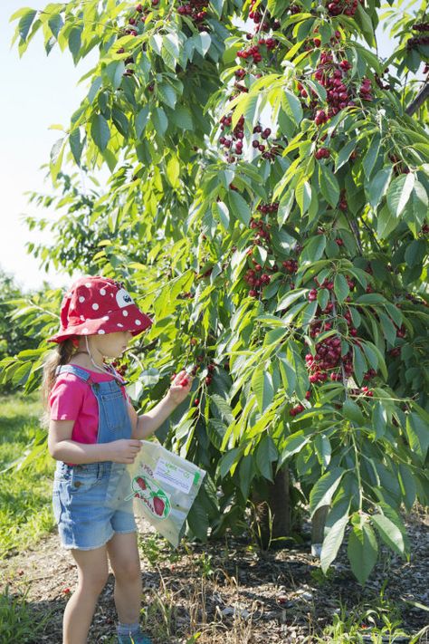 Cherry Farm and Pick Your Own Cherries north of Boston, MA – Parlee Farms Picking Cherries, Cherry Farm, Cherry Picking, Mid July, Cherry Season, Fruit Picking, Berry Farm, New Farm, Sweet Cherries