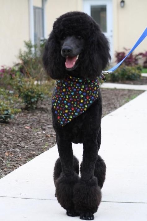 1000+ ideas about Poodle Cuts on Pinterest | Dog Grooming ... Standard Poodle Cuts, Standard Poodle Haircuts, Poodle Haircut Styles, Anjing Poodle, Black Standard Poodle, Poodle Hair, Poodle Haircut, Poodle Toy, Poodle Cuts