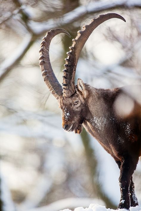 King of the hill Ibex Goat, Alpine Ibex, Animals With Horns, Wild Kingdom, King Of The Hill, Mule Deer, Mountain Goat, Manx, Majestic Animals