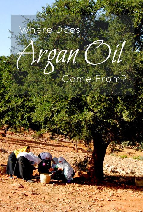 Do you know where does Argan Oil come from? So interesting! Herbal Cosmetics, Argan Oil Of Morocco, Argan Oil Benefits, Argan Tree, Moroccan Beauty, Skin Aesthetics, Argan Oil Hair, Moroccan Argan Oil, Cosmetics Photography