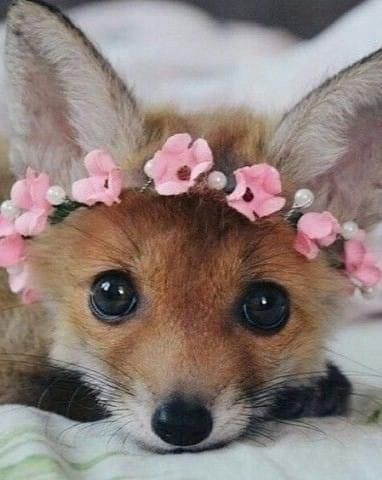 Fuchs Baby, Regnul Animal, Fox Pictures, Baby Animals Pictures, Pet Fox, Super Cute Animals, Baby Fox, Cute Animal Photos