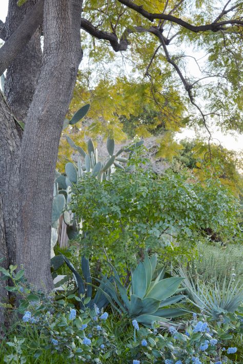 Garden Visit: 'Nuance and Unplanned Fun' in a Landscape Architect's Echo Park Garden - Gardenista Beach House Landscaping, California Lilac, California Native Garden, Mediterranean Exterior, Women Working, A Muse, Extraordinary Women, Blue Garden, Native Garden