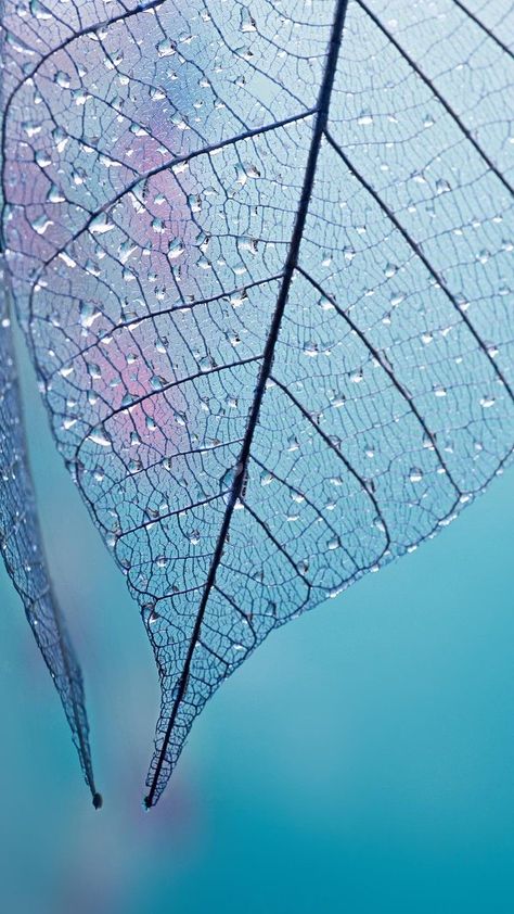 Dew Drop Photography, Zoom Wallpaper, Pastel Background Wallpapers, Soyut Sanat Tabloları, Wallpaper Nature Flowers, Iphone Wallpaper Photos, Samsung Wallpaper, Pastel Background, Pretty Wallpapers Backgrounds