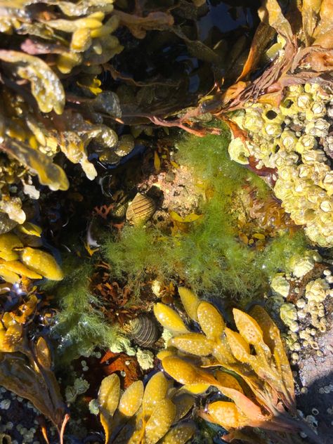 Soil Science Aesthetic, Maine Biology Aesthetic, Ecology Student Aesthetic, Photosynthesis Aesthetic, Tidepool Aesthetic, Jesse Core, Soup Aesthetic, Biology Aesthetic, Gcse Sketchbook