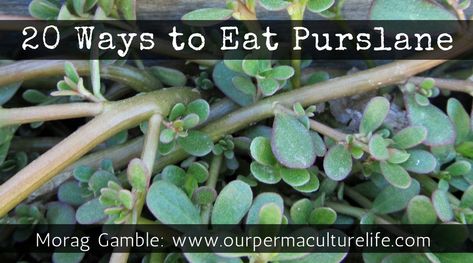 Purslane Benefits, Purslane Recipe, Common Garden Weeds, Watermelon Slushie, Vegetable Sticks, Foraging Recipes, Healthy Diets, Homemade Sourdough Bread, Foraged Food