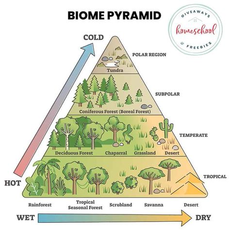 The Earth consists of different types biomes with plant and animal species alike. Learn facts about the various biomes and what lives there. Temperate Deciduous Forest, Temperate Forest, Desert Biome, Types Of Forests, Forest Ecosystem, Geography Lessons, Earth And Space Science, Learn Facts, World Geography