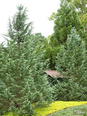 Fast-Growing Evergreens Landscape With Pine Trees, Short Evergreen Trees, Privacy Pine Trees, Evergreen Privacy Screen, Natural Privacy Fence Ideas Evergreen, Mixed Evergreen Border, Spruce Tree Privacy Fence, Landscaping With Evergreens, Mixed Evergreen Privacy Screen