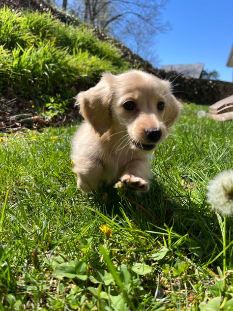 English Cream Mini Daschund, Golden Daschund Puppies, Cream Longhaired Dachshund, Miniature Longhaired Dachshund, Cream English Dachshund, Dachshund Puppies Wallpaper, Blonde Dashound Puppy, Cream Daschund Puppies, Dauchand Puppy Blonde