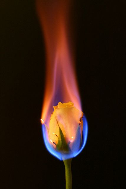 Beautiful Rose On Fire, Burning Rose, Fire Art, France Photos, Light My Fire, Foto Art, Blue Flames, Fire And Ice, Image Hd